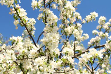 Bahar çiçekleri, bahar çiçekleri.