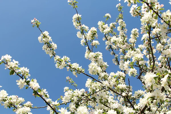 Spring blossoms, Spring flowers. — Stock Photo, Image