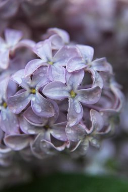 Su damlacıkları ile bahar Eflatun mor çiçeklerin yakın çekim