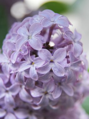 Su damlacıkları ile bahar Eflatun mor çiçeklerin yakın çekim