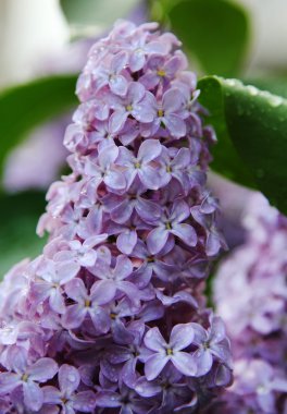 Su damlacıkları ile bahar Eflatun mor çiçeklerin yakın çekim