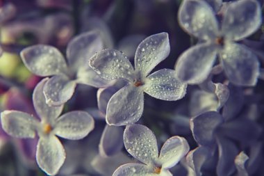 Su damlacıkları ile bahar Eflatun Menekşe çiçeği makro çekim.