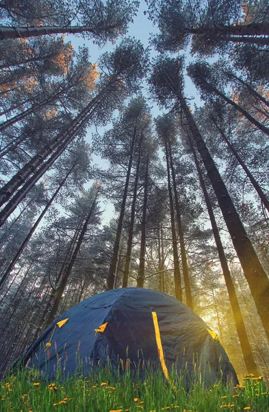Acampar en la madera de pino — Foto de Stock