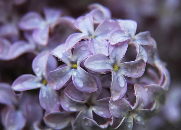 Primer plano de flores violetas lila primavera con gotitas de agua —  Fotos de Stock