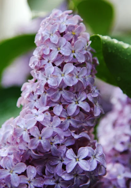 Su damlacıkları ile bahar Eflatun mor çiçeklerin yakın çekim