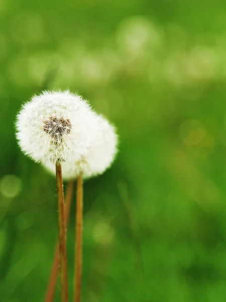 Dente-de-leão no campo de verão — Fotografia de Stock