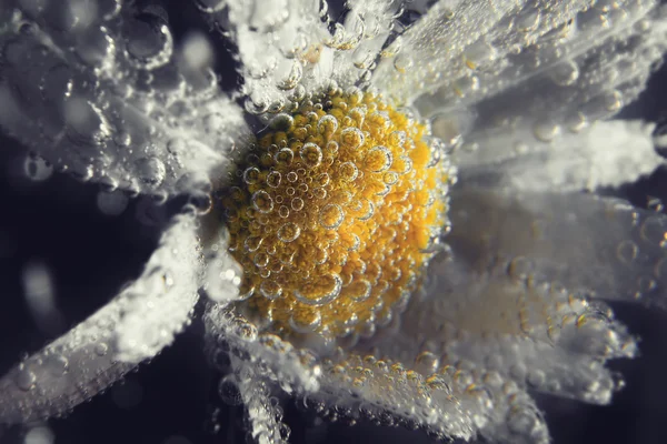 Chamomile flowers close up in fresh water with bubbles on dark background Stock Image