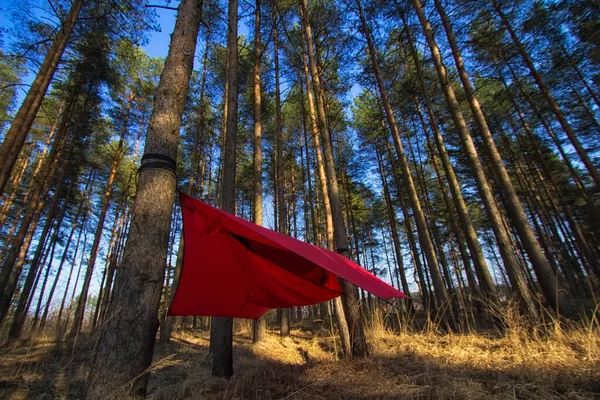 Pinos Hamacas Con Tienda Campaña Madera Primavera Concepto Viaje Aventura —  Fotos de Stock