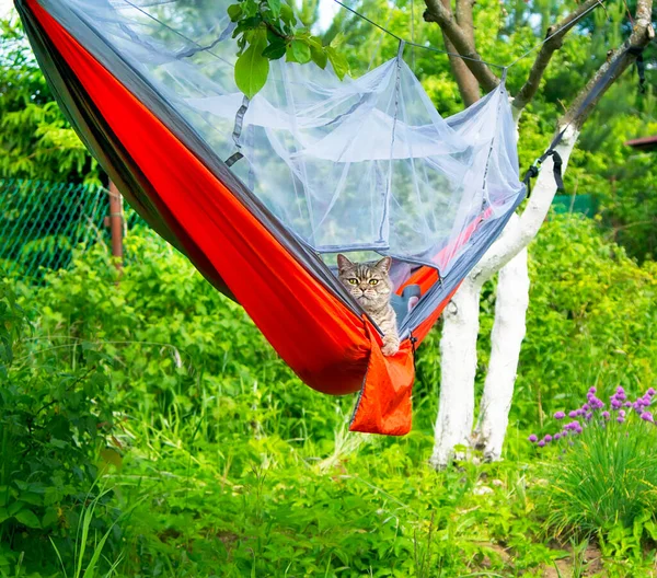 Chat Hamac Camping Plein Air — Photo