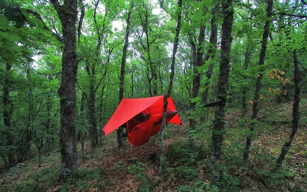 Árboles Hamaca Con Tienda Madera Primavera Concepto Viaje Aventura —  Fotos de Stock