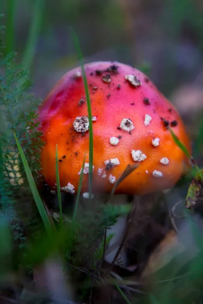 Beautiful Mushroom Forest Amanita Muscaria Poisonous Mushroom Natural Composition — 图库照片