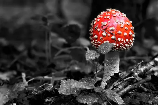 Beautiful Mushroom Forest Amanita Muscaria Poisonous Mushroom Natural Composition — 图库照片