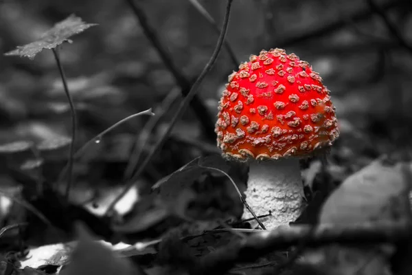 Piękny Grzyb Lesie Amanita Muscaria Trujący Grzyb Naturalny Skład — Zdjęcie stockowe