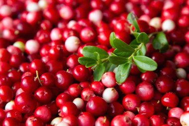 Olgun kırmızı yaban mersini (inek üzümü, keklik üzümü) ormanın derinliklerinde yetişir.