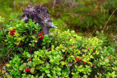 Olgun kırmızı yaban mersini (inek üzümü, keklik üzümü) ormanın derinliklerinde yetişir.