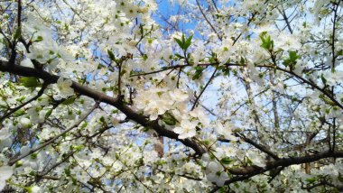 Bahar mevsiminin başlarında genç erik çiçekleri ve parlak mavi gökyüzü. Doğal bileşim