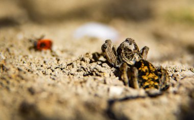 Örümcek (Lycosa tarantula) ava çıktı. Doğal arkaplan