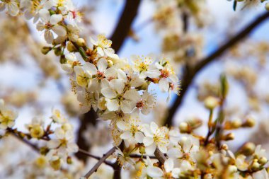 Bahar mevsiminin başlarında genç erik çiçekleri ve parlak mavi gökyüzü. Doğal bileşim