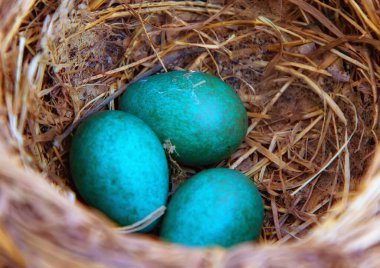 Mavis Songbird, Turdus Philomelos yumurtalı yuva yapar. Baharda ötücü kuşlar yuva yapar ve yavrular yumurtadan çıkar..