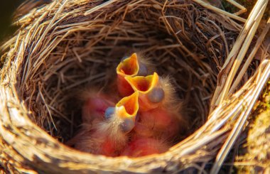 Mavis Ötücü Kuş, Turdus Philomelos yuvası ve sevimli küçük civcivler. Baharda ötücü kuşlar yuva yapar ve yavrular yumurtadan çıkar..