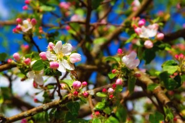 Bahar mevsiminin başlarında genç elma çiçekleri ve açık mavi gökyüzü. Doğal bileşim