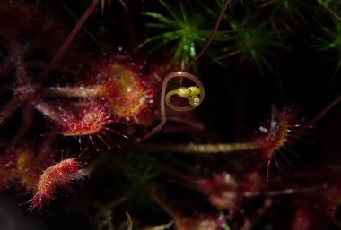 Güzel güneş çiğ süper makro (drosera). Bitki böceği yakaladı. Çiçeksel soyut arkaplan
