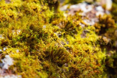 Ormanda. Soyut doğal arkaplan