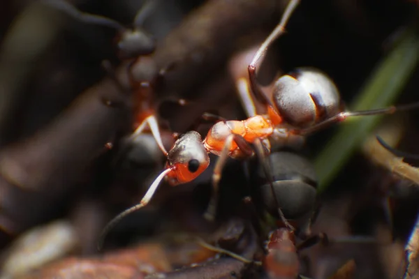 Formiche Rosse Chiudono Sfondo Naturale — Foto Stock