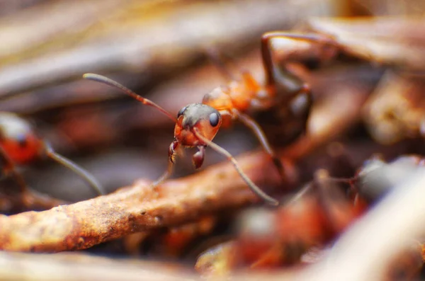 Czerwone Mrówki Zbliżają Się Naturalnego Tła — Zdjęcie stockowe
