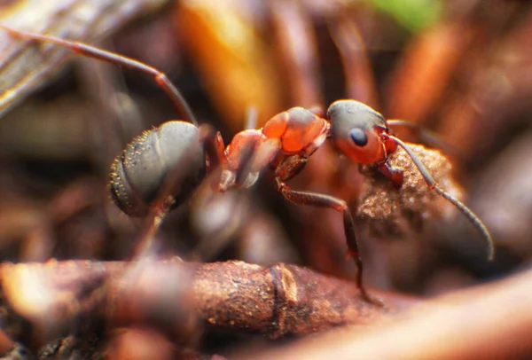 Czerwone Mrówki Zbliżają Się Naturalnego Tła — Zdjęcie stockowe