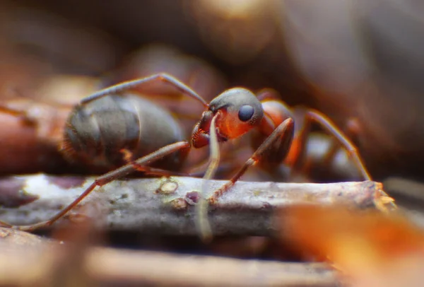 Les Fourmis Rouges Rapprochent Sur Fond Naturel — Photo