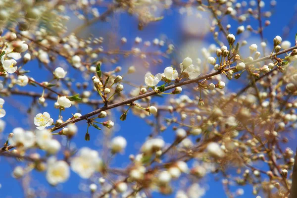 Young Plum Flowers Early Spring Season — 图库照片