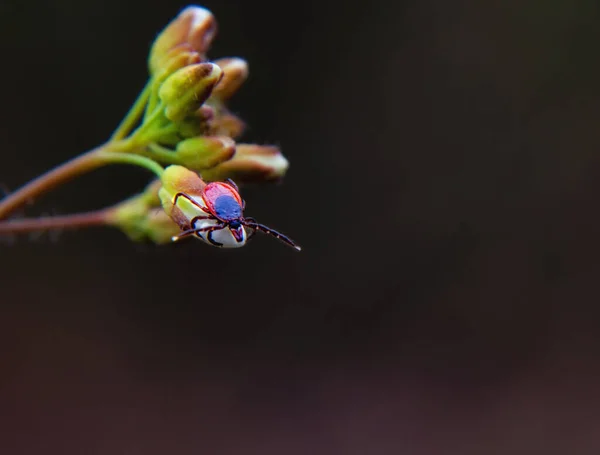 Ixodic Tick Close Macro Photo — 图库照片