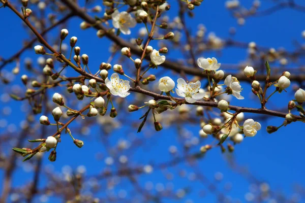 Young Plum Flowers Early Spring Season — Stock Photo, Image