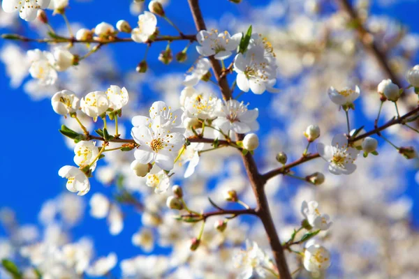 Young Plum Flowers Early Spring Season — Stock Photo, Image