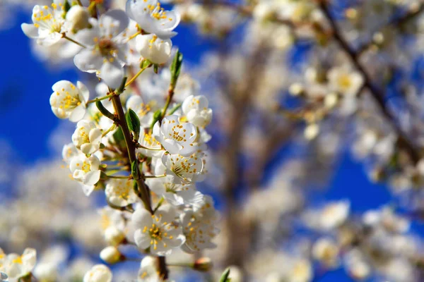 Young Plum Flowers Early Spring Season — Stock Photo, Image