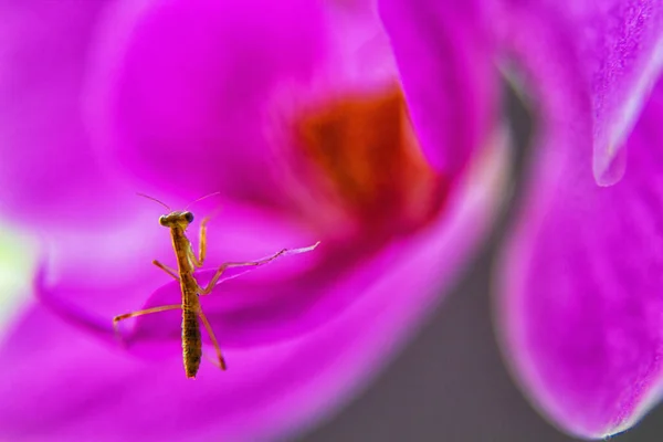 Ninfa Mantide Fiore Orchidea Rosa — Foto Stock