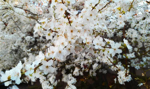 Bahar Mevsiminin Başlarında Genç Erik Çiçekleri Parlak Mavi Gökyüzü Doğal — Stok fotoğraf