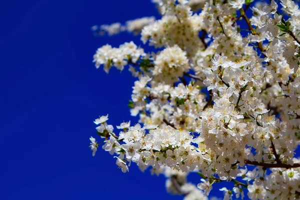 Young Plum Flowers Bright Blue Sky Early Spring Season Natural — Stock Photo, Image