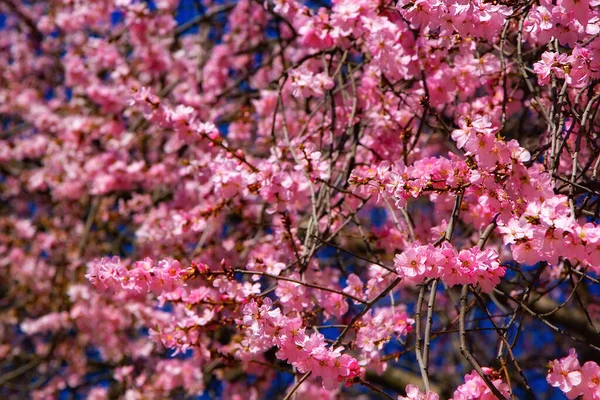 Young Pink Flowers Early Spring Season Natural Composition — 图库照片