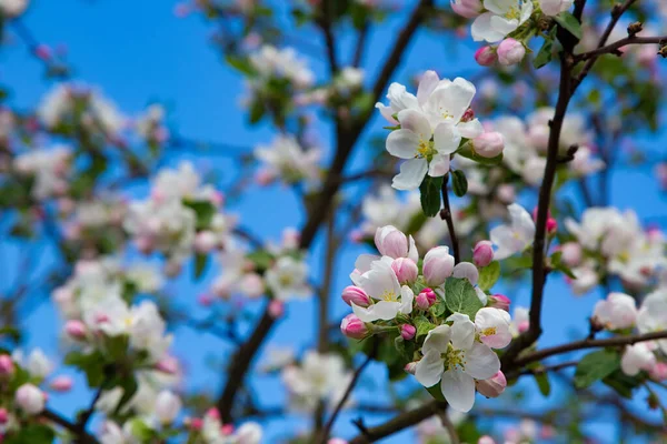 Fleurs Pommes Jeunes Ciel Bleu Vif Début Printemps Composition Naturelle — Photo