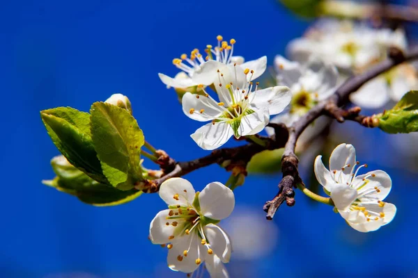 Fleurs Prunes Jeunes Ciel Bleu Vif Début Printemps Composition Naturelle — Photo