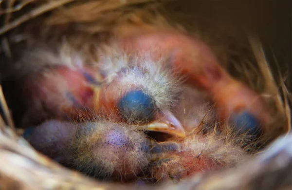 マビス ソングバードトゥルドゥス フィロモロスの巣かわいい雛が閉じ込められてる 春には鳥が巣を作り雛を孵化させる — ストック写真