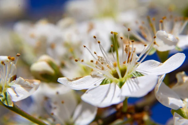 Молоді Сливові Квіти Яскраво Блакитне Небо Ранньовесняний Сезон Натуральний Склад — стокове фото