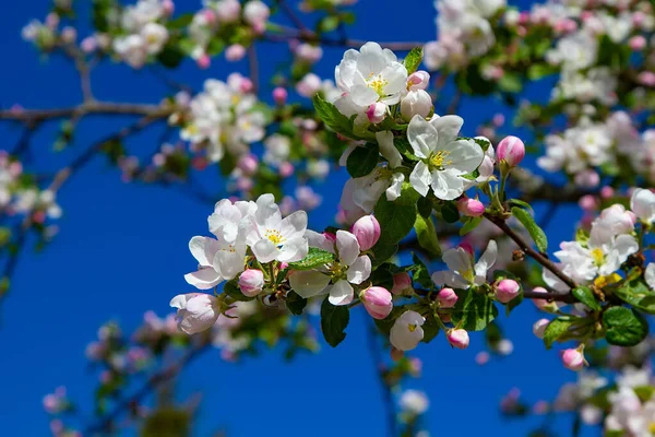 Fleurs Pommes Jeunes Ciel Bleu Vif Début Printemps Composition Naturelle — Photo