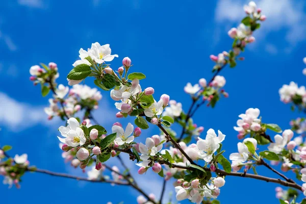 Fleurs Pommes Jeunes Ciel Bleu Vif Début Printemps Composition Naturelle — Photo