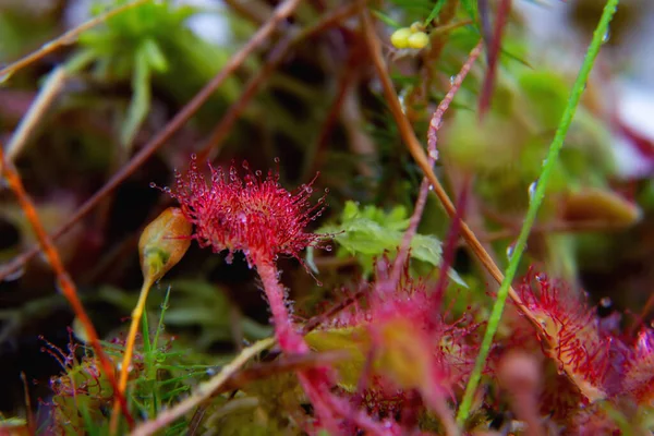 Super Makro Des Schönen Sonnentaus Drosera Insekt Das Von Der — Stockfoto