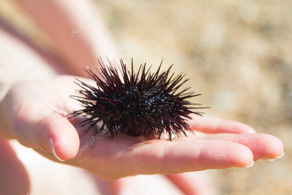 A hand with Sea urchin.  Sea food. Prickly mollusc sometimes creeps into the area of a beaches and swimming people. 