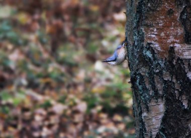 Sonbahar ormanındaki ağaçta bir şey yok. Doğal bileşim