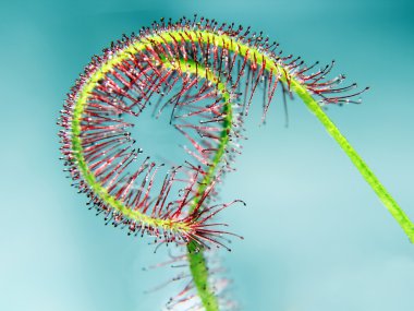 Etçil Sundew (Drosera capensis) da arka plan